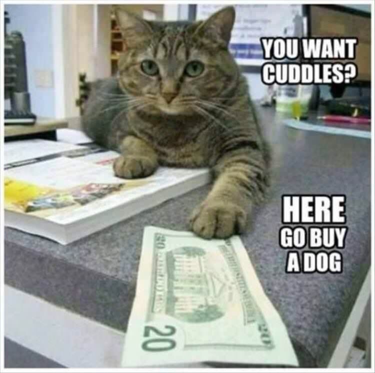 I go buy dog now :) - meme