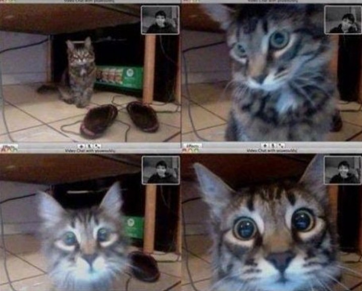 Cat recognized owner on video chat - meme