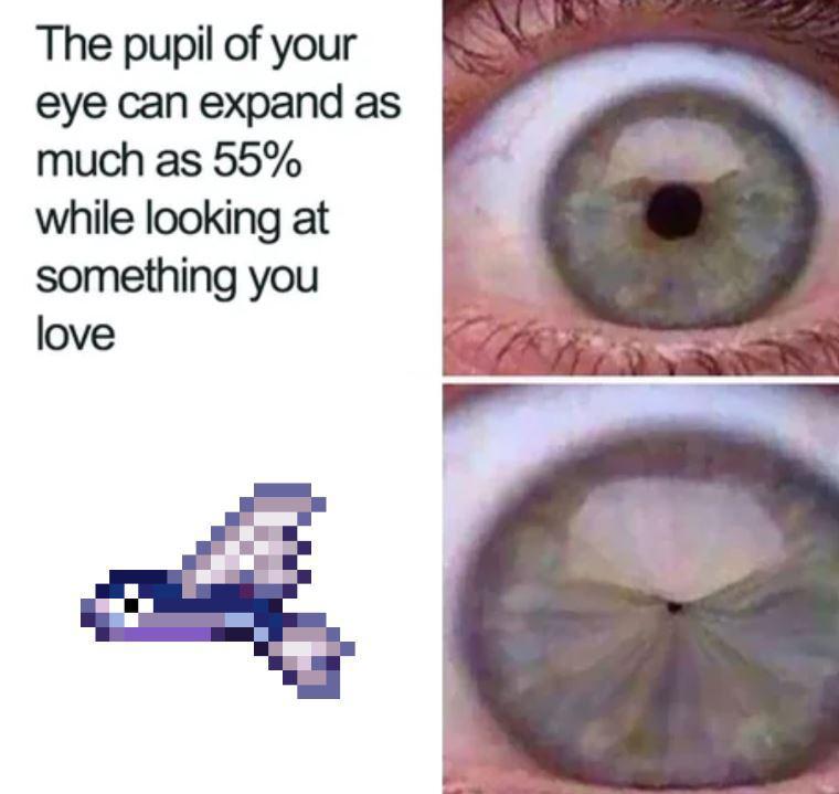 Flying Fish and a Terraria Contest - meme