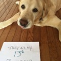 doggo's birthday