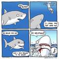 Poor shark....