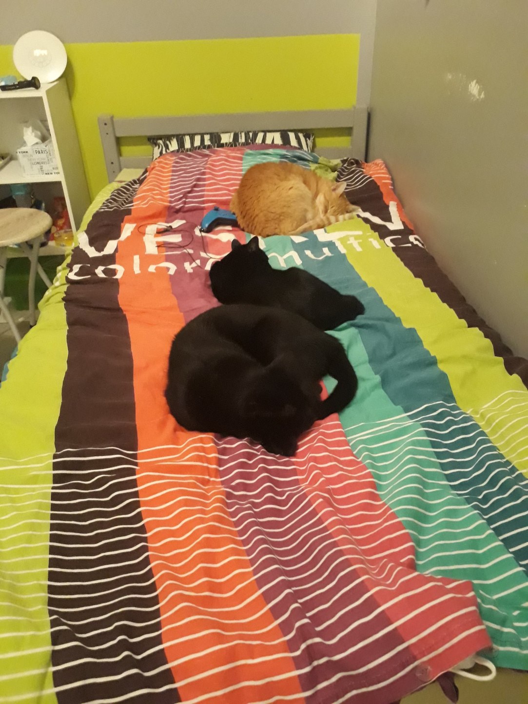 Mes chats ont décidé que je dormirai par terre ce soir - meme