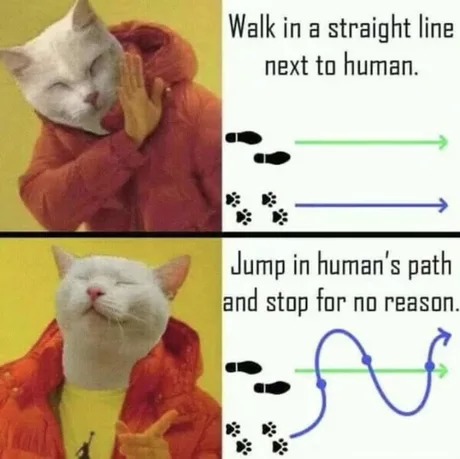Cat path meme - Meme by Neyonner :) Memedroid
