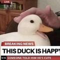 Wholesome news