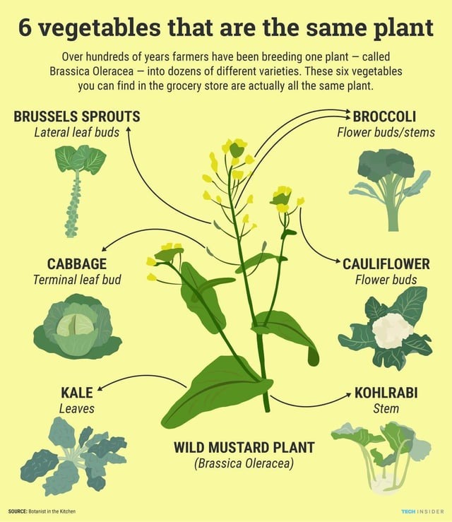 6 vegetables that are the same plant - meme