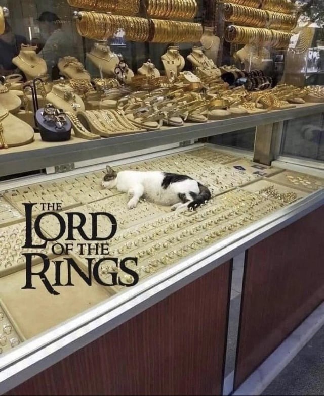 Cat - meme
