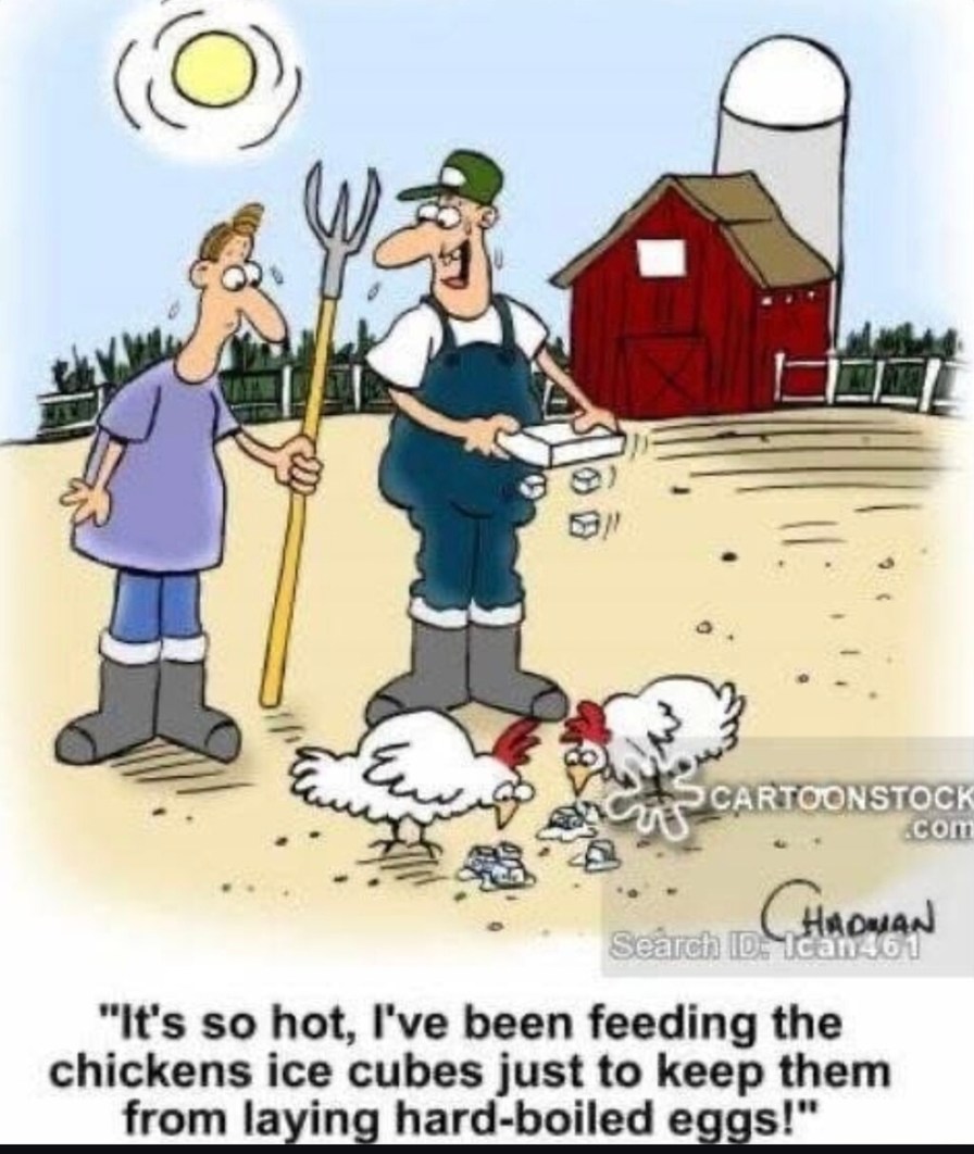 It's so hot even the chickens are laying breakfast - meme