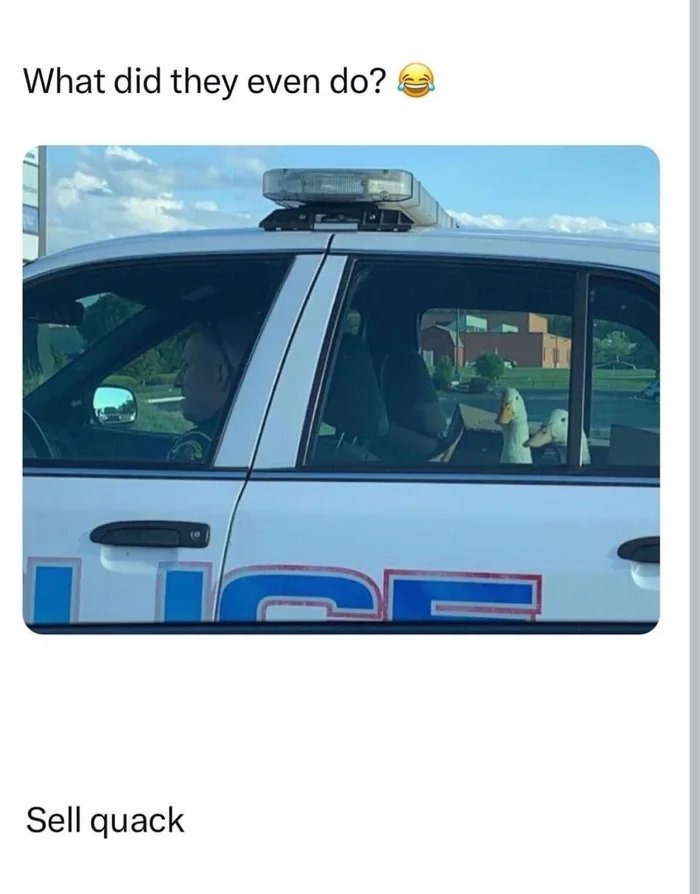 Suspect is beaked and dangerous - meme
