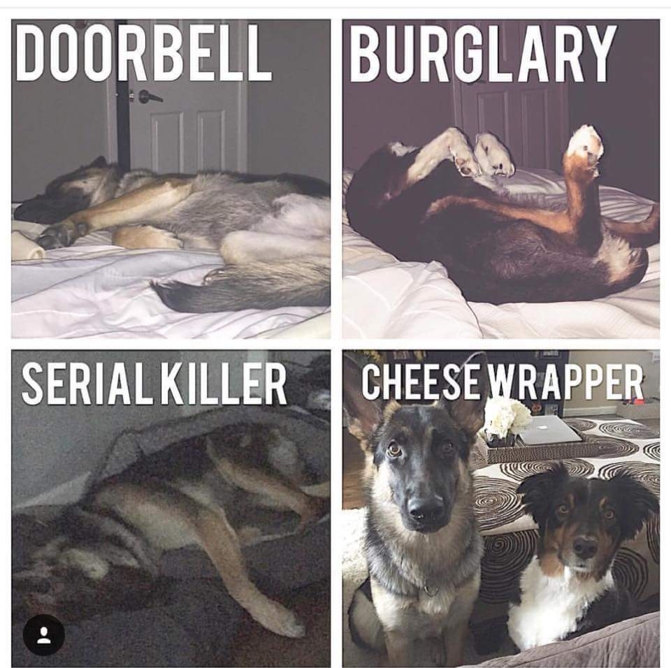 Doggo security team - meme