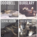 Doggo security team