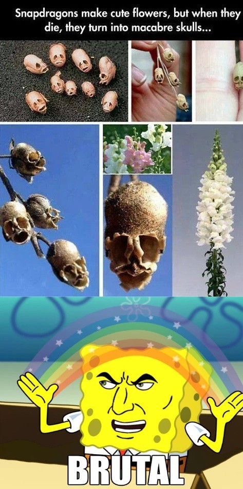 Skull flowers - meme