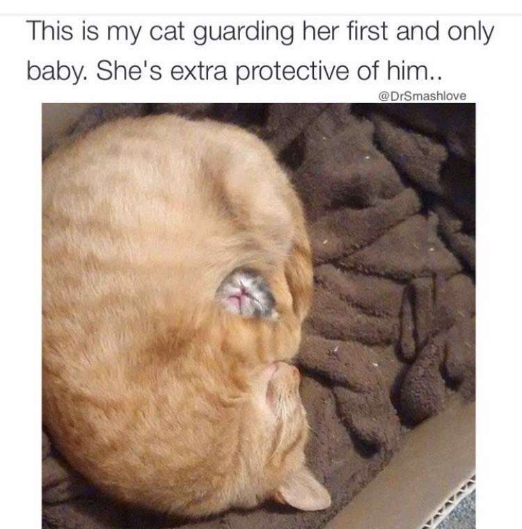 Cat guarding her first baby - meme