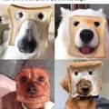 Have you ever bread dogs?
