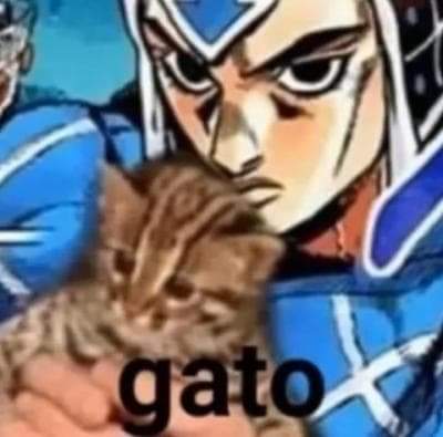 gato - meme