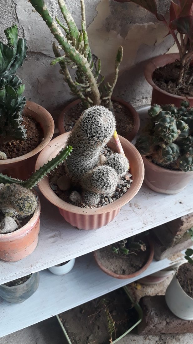 El cactus de 《inserte a usuario odiado 》 - meme