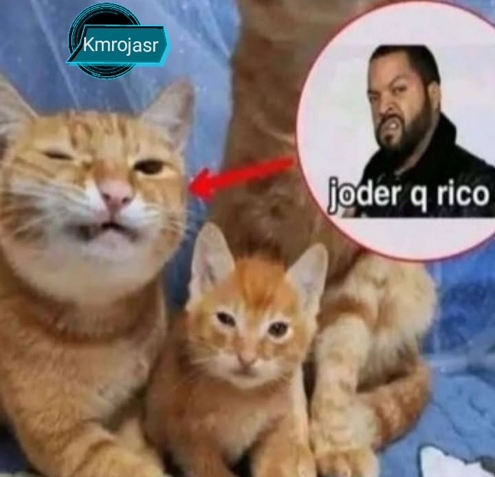 No c si ya lo subieron a memedroid