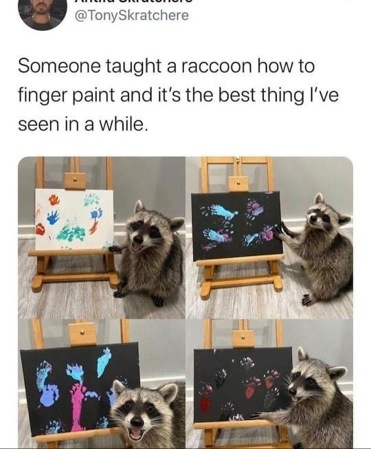Someone taught a raccoon how to finger paint - meme