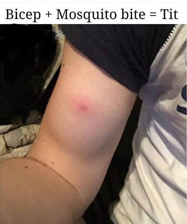 Bicep + Mosquito bite = 1 tit - meme.