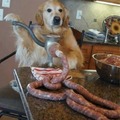 Look hooman I just made some fresh sausage