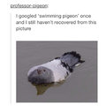 Swimming pigeon