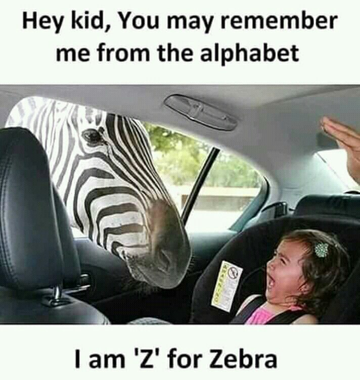 It's zebra - meme