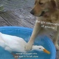 duck and dog