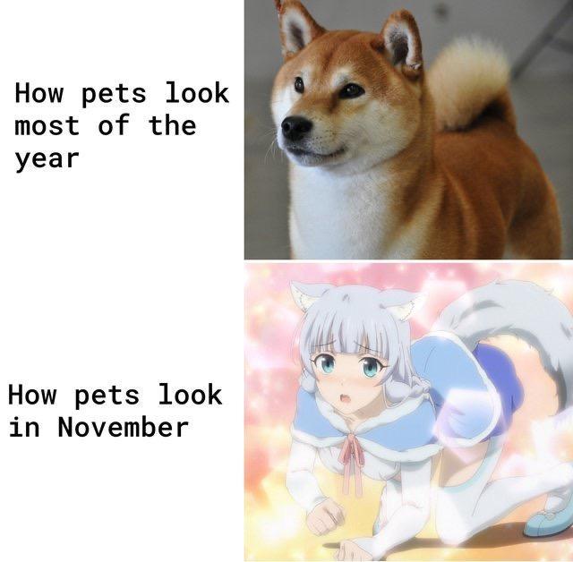 Awoo master-sama - meme