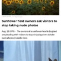 Sunflower filed owners ask visitors to stop takinng nude photos