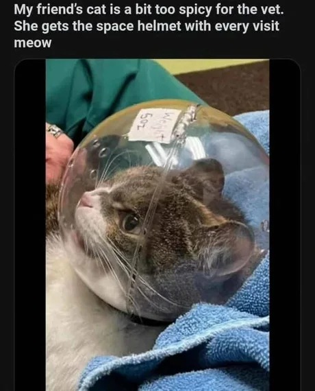 Space helmet for cats for the vet - meme