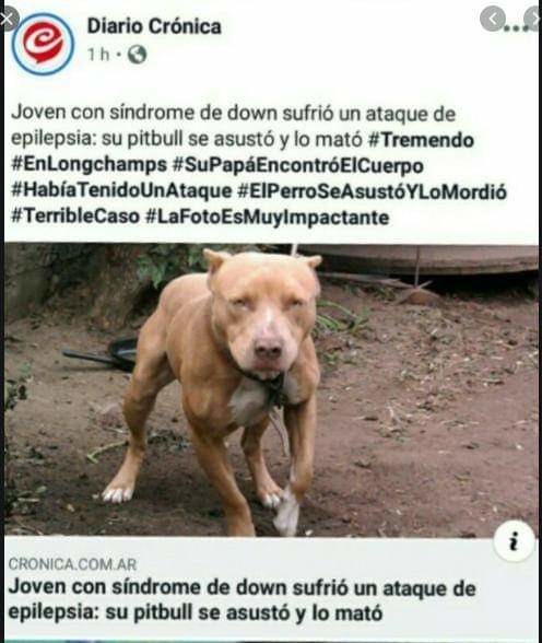 XD, perro vasado - meme