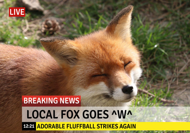local Fox goes - meme