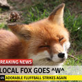 local Fox goes