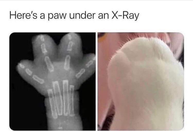 cat paw - meme