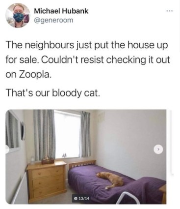 Neighborhood cat - meme