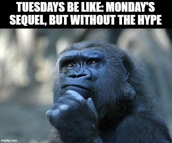 Tuesdays be like meme