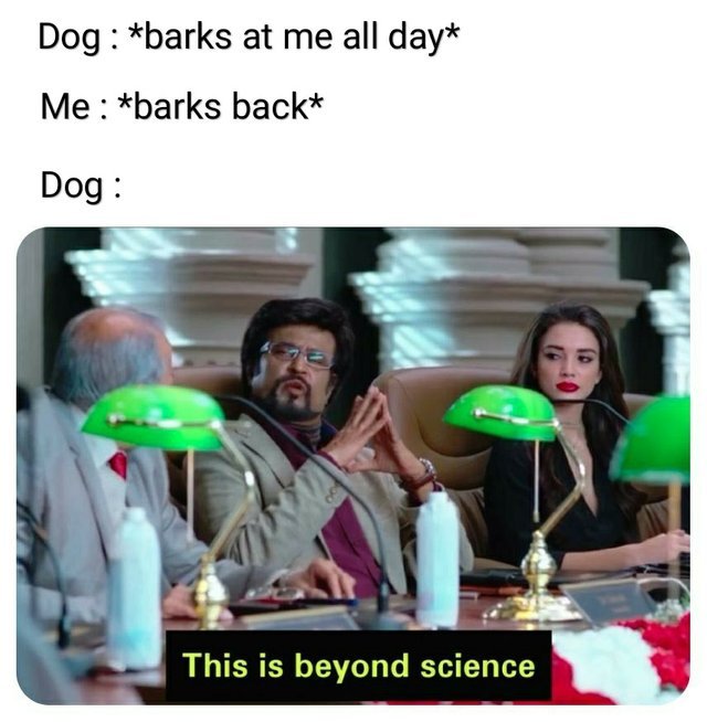 Dog is impressed - meme
