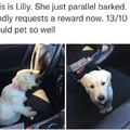 Parallel borking