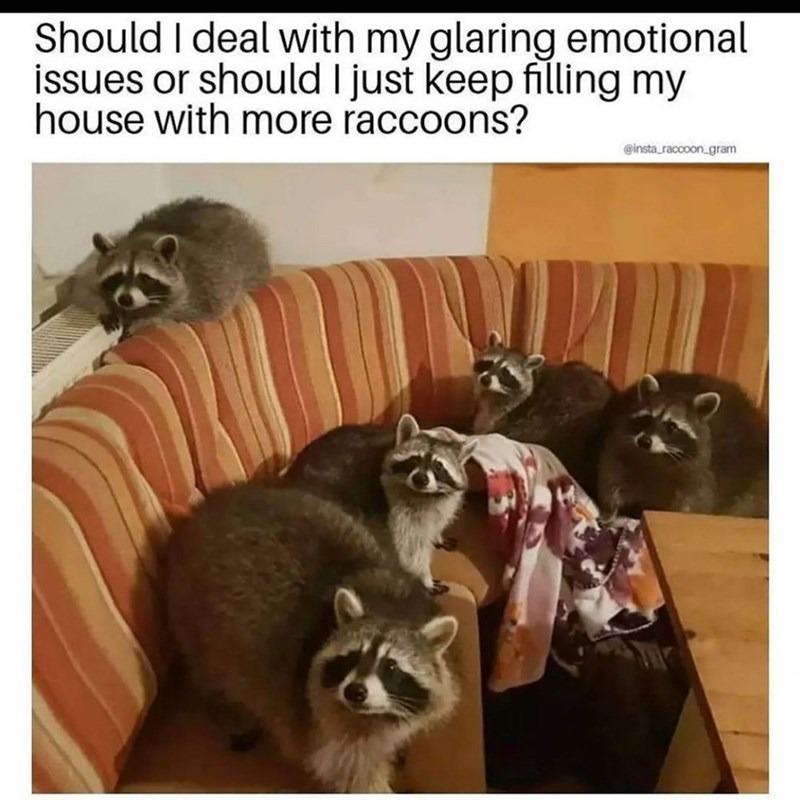Can you have enough ratcoons? - meme