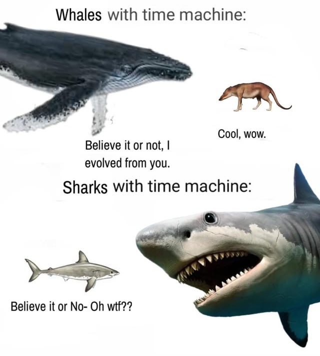 Sharks with a time machine, nothing changes - meme