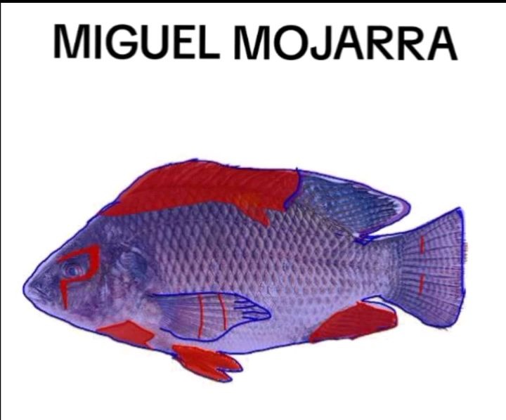 Miguel Mojarra - meme