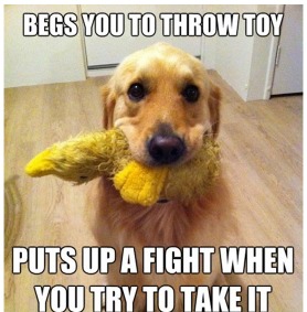 I have a golden and this is SO true! - meme