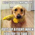 I have a golden and this is SO true!