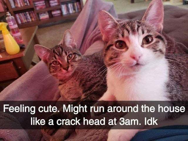 Cats at 3am - Meme by Dutta0101 :) Memedroid