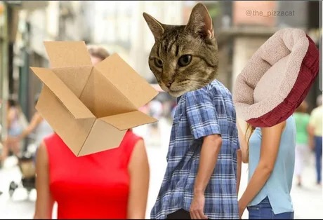 Cats be like - meme