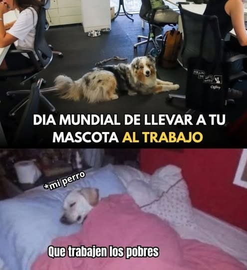 Día mundial de llevar al perro al curro y que trabaje él - meme