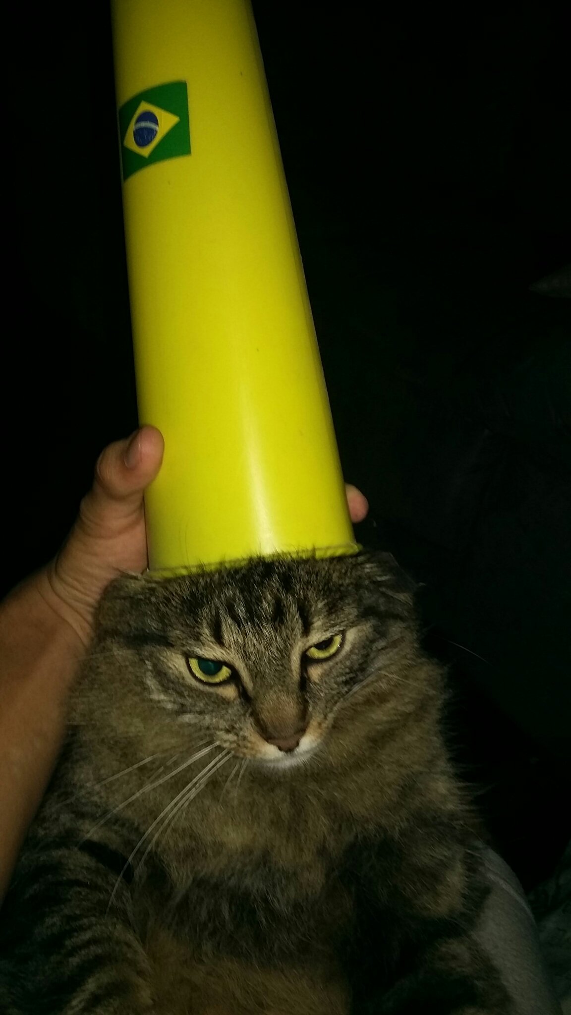 Assim eu preparo meu gato para os jogos do Brasil - meme