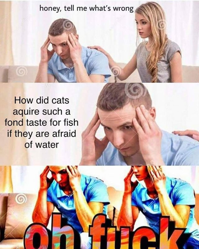 How did cats acquire such a fond taste for fish if they are afraid of water? - meme