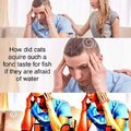 How did cats acquire such a fond taste for fish if they are afraid of water?