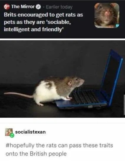 The best Rat memes :) Memedroid