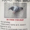Found a bird